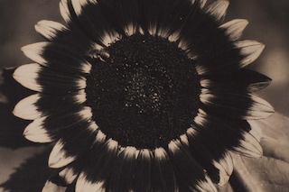 Edward Steichen A Bee on a Sunflower