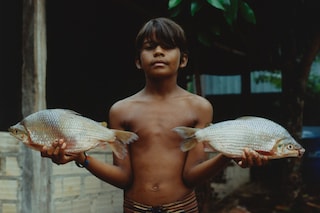 Record Stefan Dotter rainforest book photography
