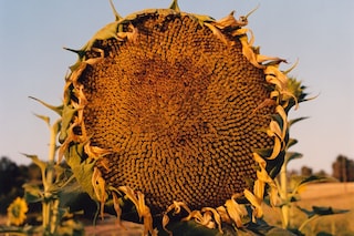 Beirut Re-Store, Jamie Hawkesworth
