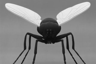 Katharina Fritsch - Fliege