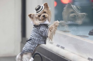 Little Lola Sunshine