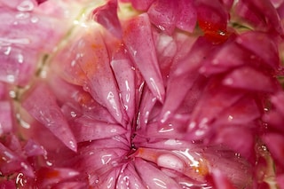 Maisie Cousins’ grass, peonie, bum
