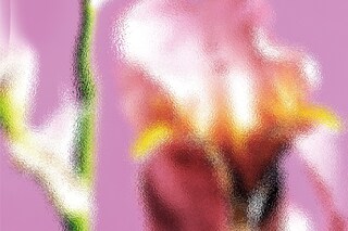 Here x Haeckels x Tetsuo Lin