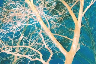 Through Hardship to the Stars