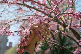 Luisa Opalesky Beauty Trilogy