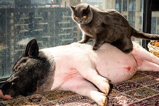 11_PIG_FengLi_NoteNoteÉditions