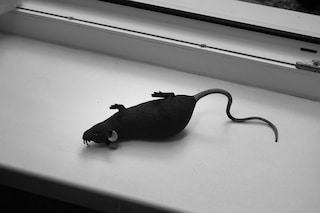 Nika Sandler, My Nonhuman Friends 