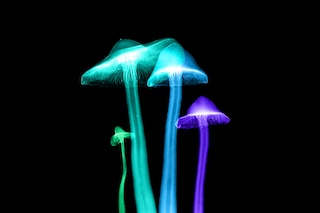 Magic mushrooms