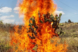 Pieter Hugo Burning Bush