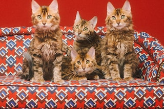 The Gucci Pet Collection