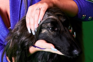 Crufts Dazed Beauty
