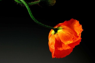 Robert Mapplethorpe, Poppy (1988)