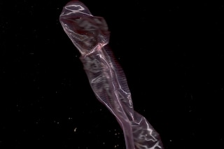 Cruising Archaeology II: Eurotrash