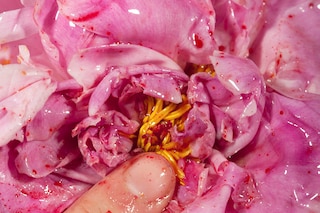 Maisie Cousins’ grass, peonie, bum