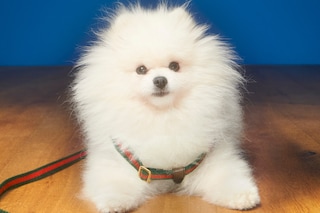 The Gucci Pet Collection