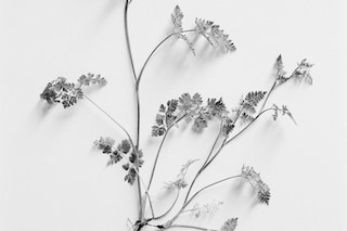 Benjamin Huseby – Weeds &amp; Aliens