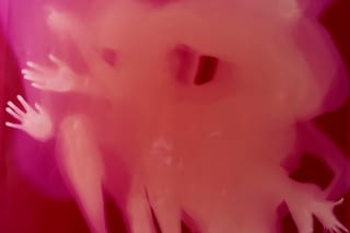 Transformer: Harley Weir &amp; George Rouy