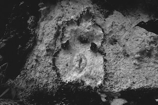 Ana Mendieta’s La Tierra Habla (The Earth Speaks)