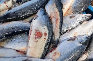 Open-pen salmon farming in Iceland Bjork