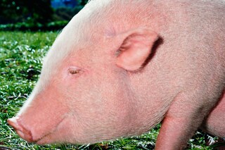 gucci year of the pig alessandro michele frank lebon 