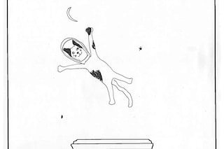 F&#233;licette the cat