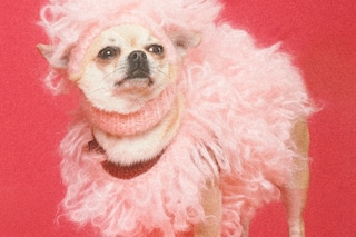 The Gucci Pet Collection