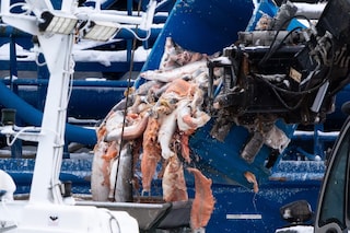 Open-pen salmon farming in Iceland Bjork