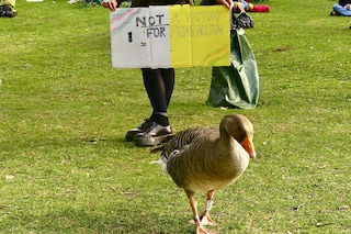 Duck at the trans protest