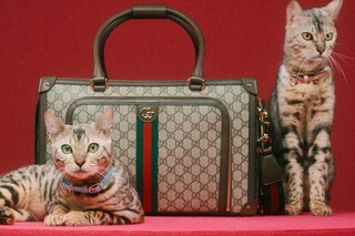 The Gucci Pet Collection