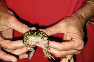 Mary McCartney, “Gently Holding Frog” (1995)