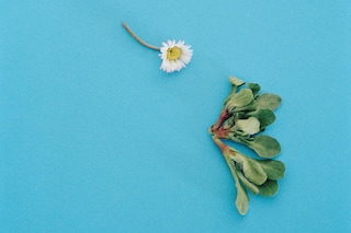 Benjamin Huseby – Weeds &amp; Aliens