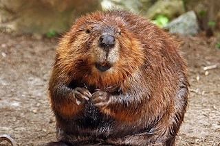 American_Beaver