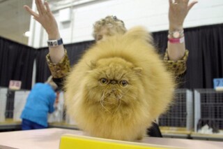 Catwalk: Tales from the cat circuit Netflix