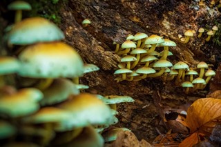 Magic mushrooms