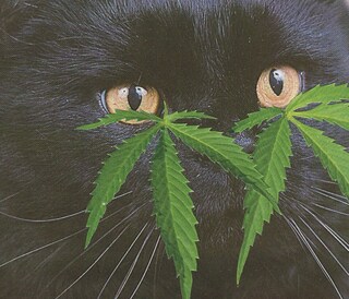 Broccoli Magazine Dazed 100