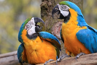 GettyImages-144209826