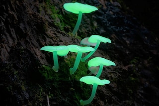 FUNGI - WEB OF LIFE_FILM STILL 8