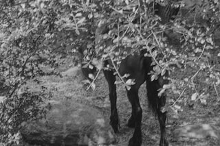 Roy DeCarava, “Horse and rider under tree” (1987)