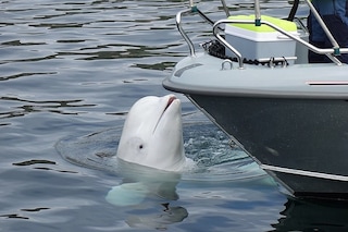 Hvaldimir the alleged Russian spy whale