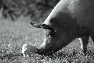 Gunda, Victor Kossakovsky