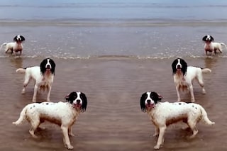 tilda Swinton dogs opera music video