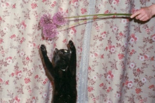 Nika Sandler, My Nonhuman Friends 