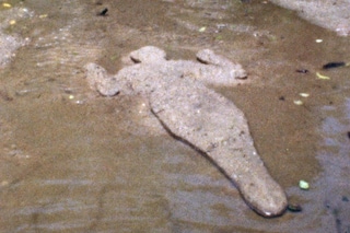Ana Mendieta 