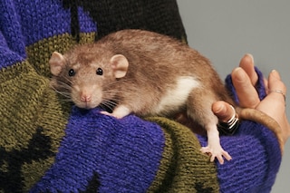 Collier Schorr Marc Jacobs Stray Rat collection Frank Ocean 