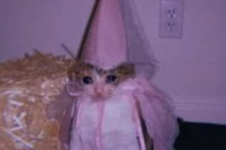 Girlfromwebsite meme