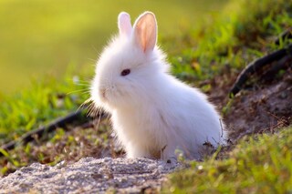 1200-513384940-cute-little-female-bunny