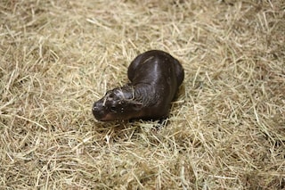 haggis_hippo