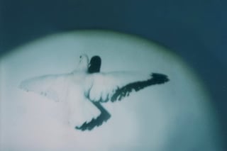 Leo Costelloe, Special Day (2024)