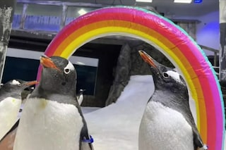 Sphen and Magic, gay penguin lovers