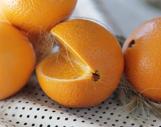 Torbjørn Rødland: The Touch That Made You